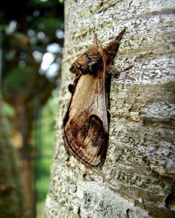 pebble prominent